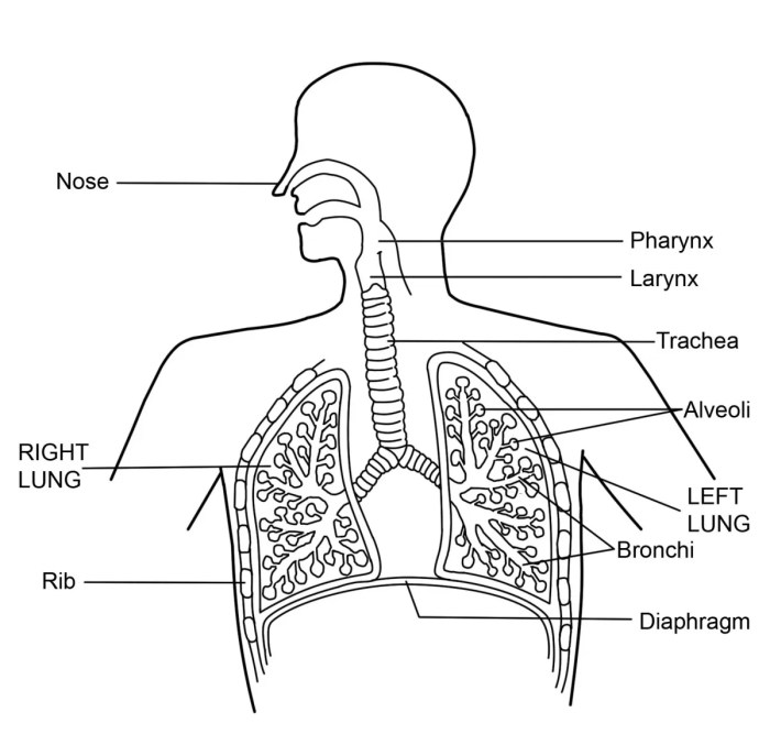 Respiratory system ncert science human lungs respiration general lung breathing pulmonary involves steps following