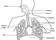 Organ pernapasan tumbuhan ditunjukkan nomor