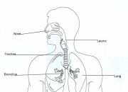 Sistem Pernapasan Manusia Kelas 8 Panduan Lengkap