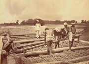 Sistem Tanam Paksa di Indonesia Sejarah, Dampak, dan Pemerintahannya