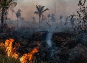 Kerusakan Hutan Aceh Penyebab dan Upaya Pelestarian