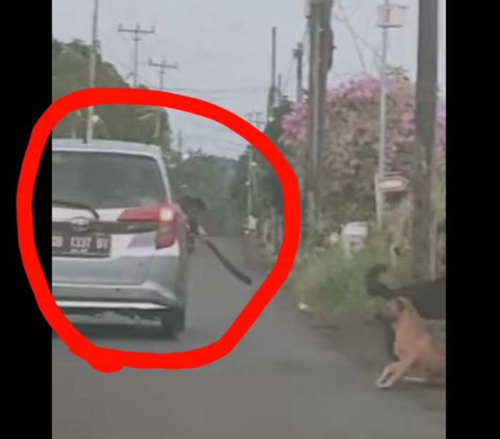 Respon polisi terhadap penampakan kucing besar di Inggris Raya