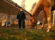 Hewan Peliharaan Selamat Kebakaran Hutan LA