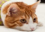 Pertolongan Pertama untuk Kucing Korban Kebakaran Hutan