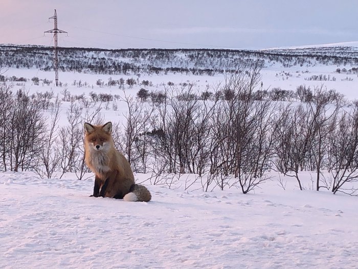 Bagaimana budaya muslim di Murmansk beradaptasi dengan musim?