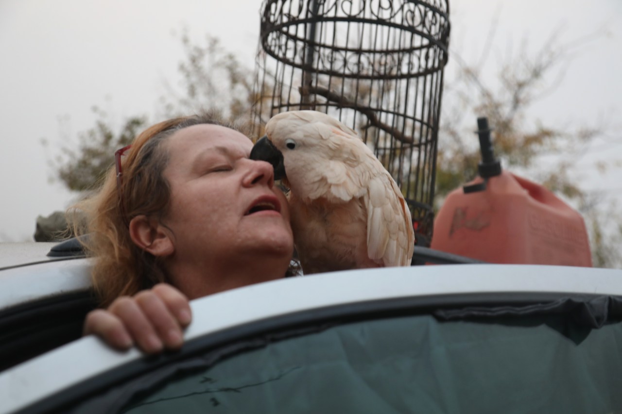Hewan peliharaan selamat kebakaran hutan LA