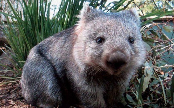 Pelanggaran hukum memeluk wombat di australia