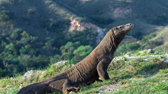 Pertemuan langka manusia dan lynx di kota besar Calgary