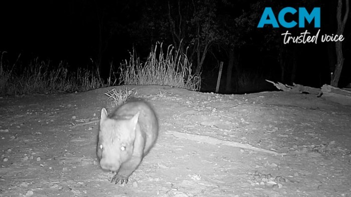 Pelanggaran hukum memeluk wombat di australia