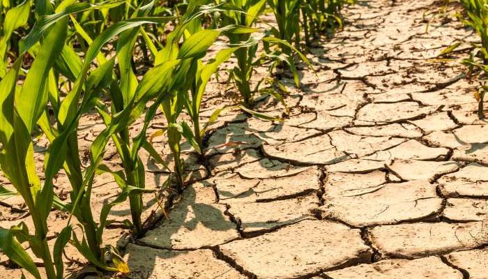 Dampak Cuaca Ekstrem terhadap Perekonomian Aceh dan Upaya Mitigasi