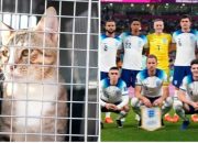 Respon Polisi Inggris Terhadap Penampakan Kucing Besar