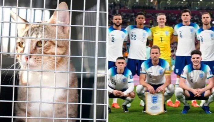 Respon Polisi Inggris Terhadap Penampakan Kucing Besar