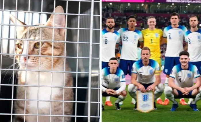 Respon polisi terhadap penampakan kucing besar di Inggris Raya