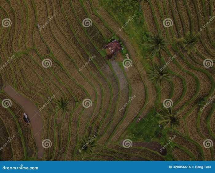 Ulasan Demul tentang keindahan alam tempat wisata Puncak dan Jaswita