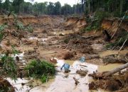 Mengapa Bigboss Tambang Emas Ilegal Desa Petai Diduga Kebal Hukum?