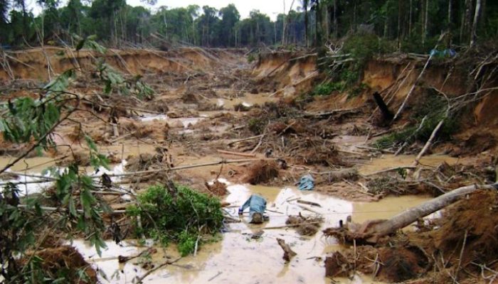 Mengapa Bigboss Tambang Emas Ilegal Desa Petai Diduga Kebal Hukum?