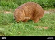 Pelanggaran Hukum Memeluk Wombat di Australia