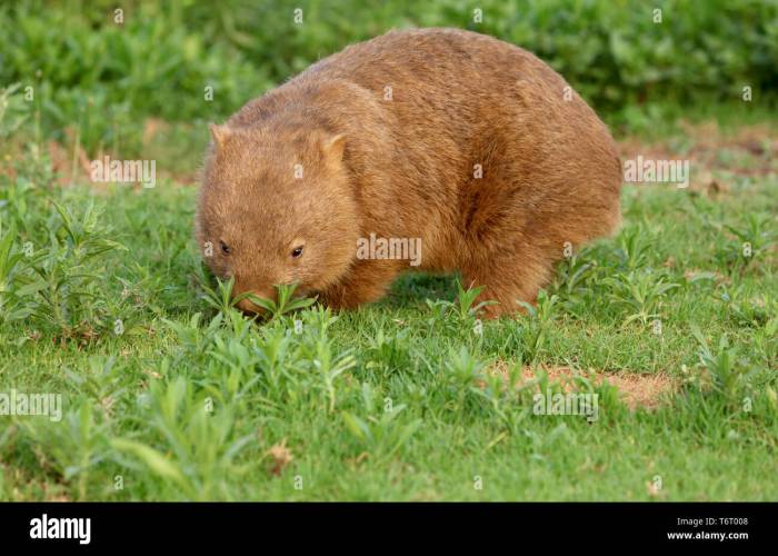 Pelanggaran hukum memeluk wombat di australia