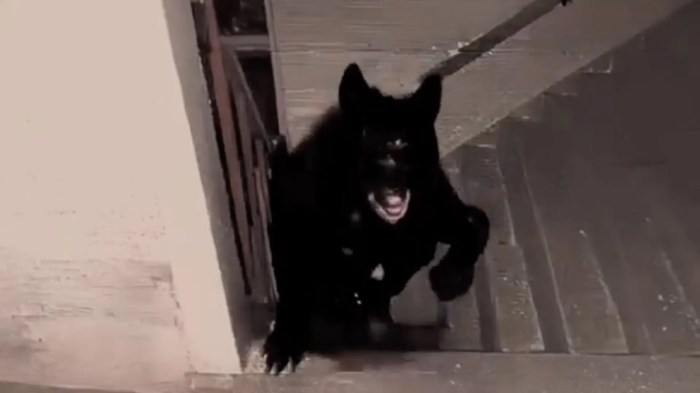 Pernyataan resmi Twitch terkait tindakan Kanye West