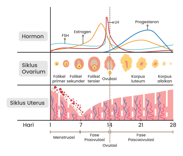 Menstruasi tirto sekolah perempuan perlukah undang dikeluarkan telah dilanggar ketenagakerjaan tahun berkaca penerapan bertahun kerap dipatuhi tetapi aturan