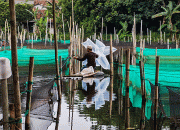 Dampak Impor Kain Sutra Amerika Terhadap Ikan Laut Indonesia