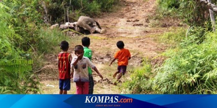Tanggapan pemerintah malaysia terhadap tragedi gajah terlindas