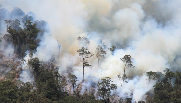 Perkembangan Terkini Kebakaran Hutan Israel dan Korban Luka