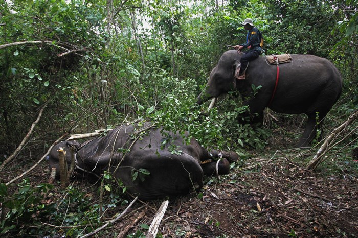 Tanggapan pemerintah malaysia terhadap tragedi gajah terlindas