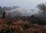 Kerja Sama Internasional Lawan Kebakaran Hutan Indonesia