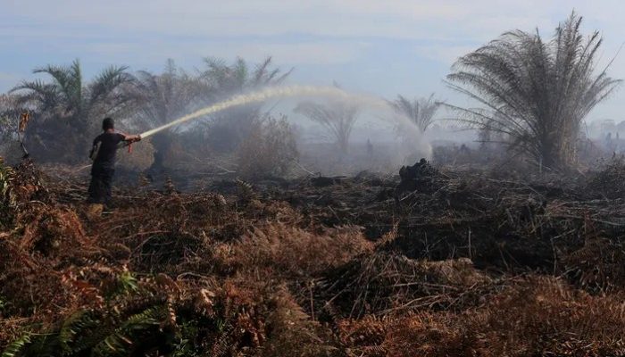 Kerja Sama Internasional Lawan Kebakaran Hutan Indonesia