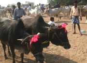 Kriteria Hewan Qurban dalam Islam