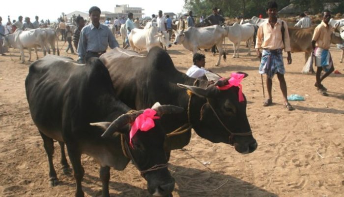 Kriteria Hewan Qurban dalam Islam