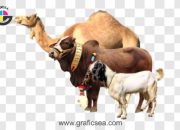 Doa Sebelum Menyembelih Hewan Kurban Idul Adha Lengkap