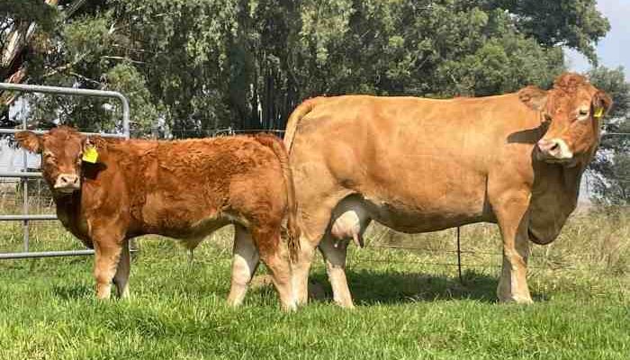 Bandingkan Harga Sapi Limosin vs Sapi Kurban di Koja