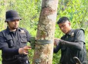 Kebijakan Perlindungan Satwa di Indonesia Menuju Keanekaragaman Hayati yang Lestari