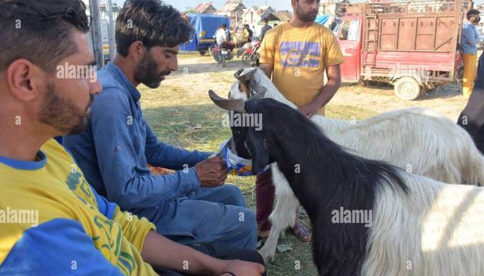 Strategi Pedagang Hewan Kurban Sukses di Koja