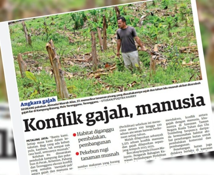 Tanggapan pemerintah malaysia terhadap tragedi gajah terlindas