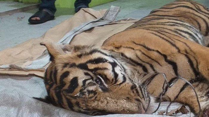 Sanksi nelayan pukat harimau ilegal sumatera barat