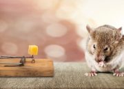 Alternatif Pengendalian Tikus di Dordrecht Selain Larangan Pakan