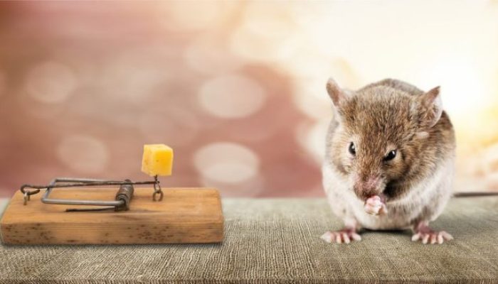 Alternatif Pengendalian Tikus di Dordrecht Selain Larangan Pakan