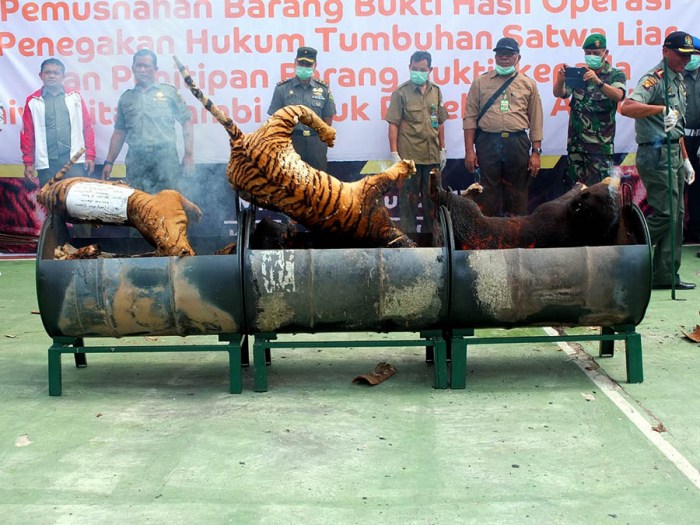 Sanksi nelayan pukat harimau ilegal sumatera barat