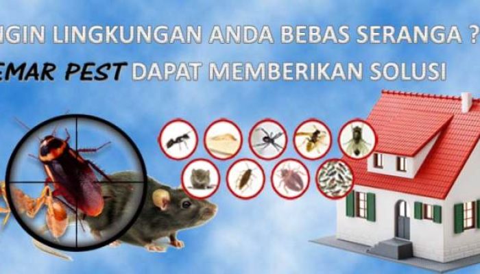 Larangan Pakan Baru Dordrecht untuk Kendalikan Hama Tikus