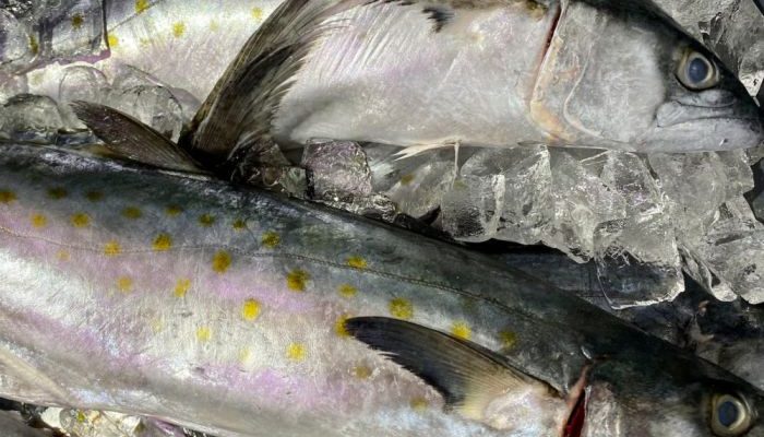 Pentingnya Edukasi Masyarakat untuk Lestarikan Ikan Tuna