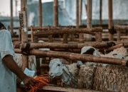 Penjelasan Detail Hewan Qurban dalam Islam