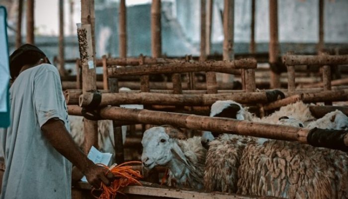 Penjelasan Detail Hewan Qurban dalam Islam