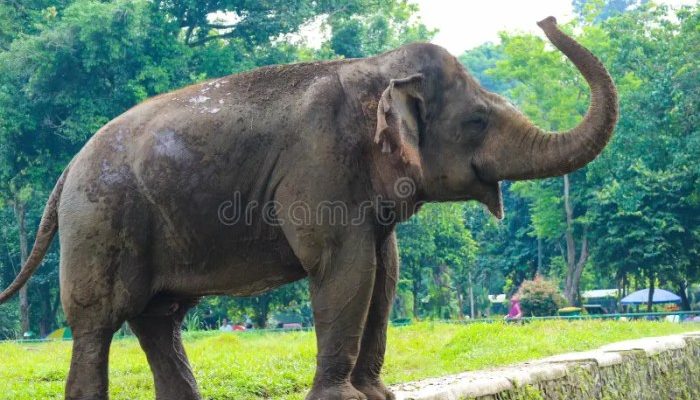Kepadatan Pengunjung Taman Safari Ragunan Akhir Pekan