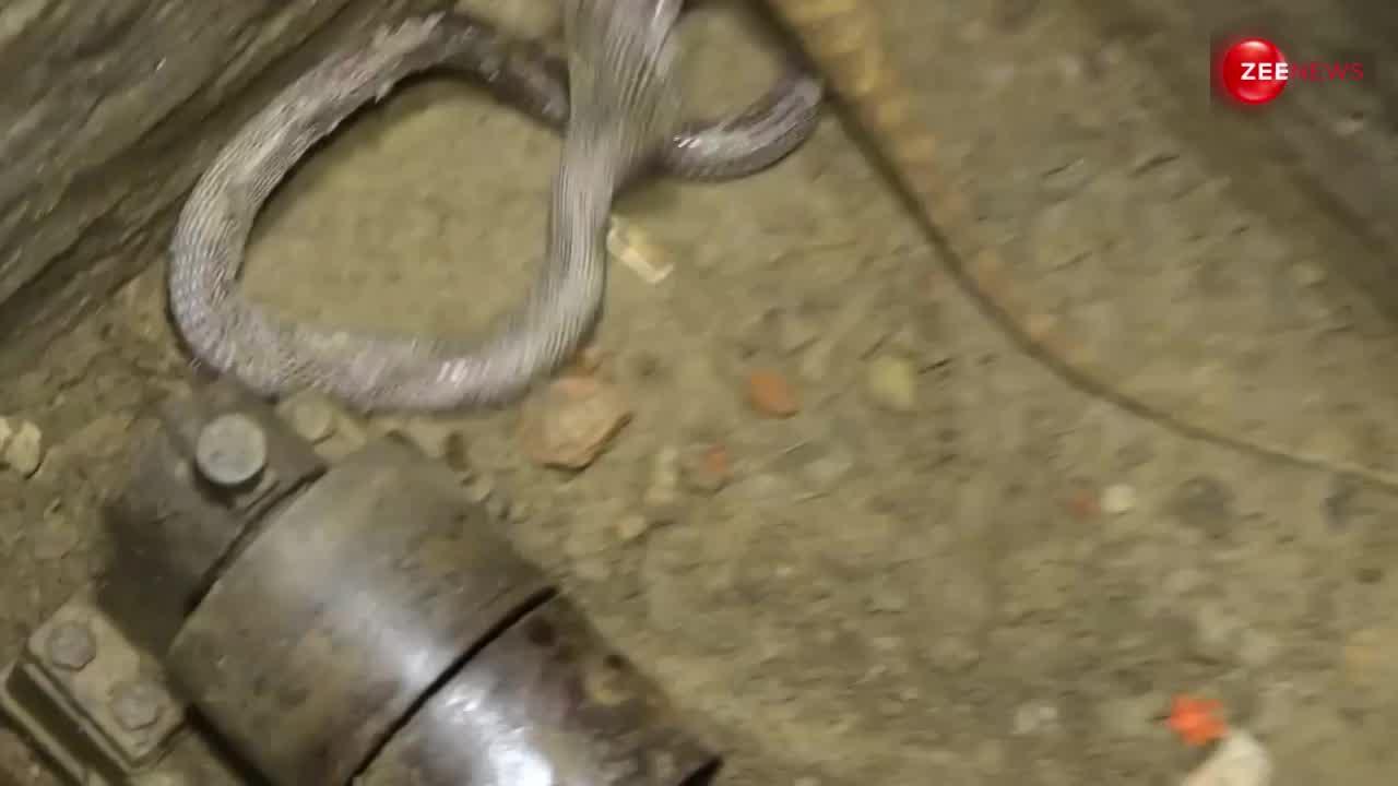 Kobra 3 meter menyerang biawak di Situbondo