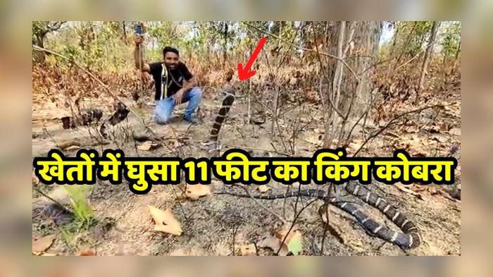 Informasi penting ular king kobra 3 meter masuk rumah