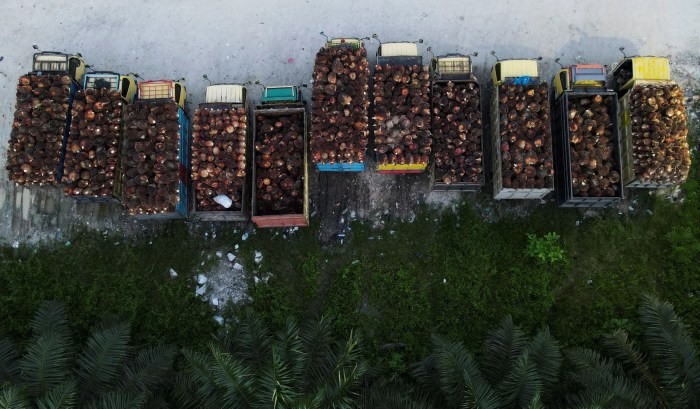 Palm Oil Plantation Workers Stock Video Footage - 4K and HD Video Clips ...