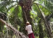 Indikasi Keterlibatan “Orang Dalam” dalam Pengurusan Pekerjaan Vendor di PTPN IV Regional 6, Diduga Langgar Prinsip RSPO